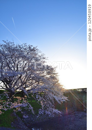 加治川治水公園の桜(新潟県) 加治川治水公園の桜(新潟県) 120458919