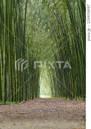 岐阜県可児市　木曽川渡し場遊歩道(かぐや姫の散歩道)の竹藪 120459097