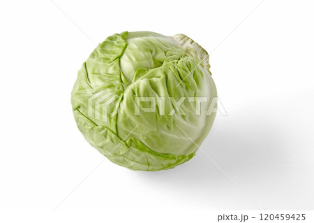 fresh head of white cabbage isolated on white background fresh head of white cabbage isolated on white background 120459425
