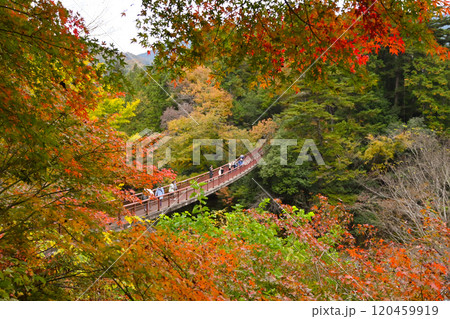 紅葉に囲まれた吊橋 紅葉に囲まれた吊橋 120459919