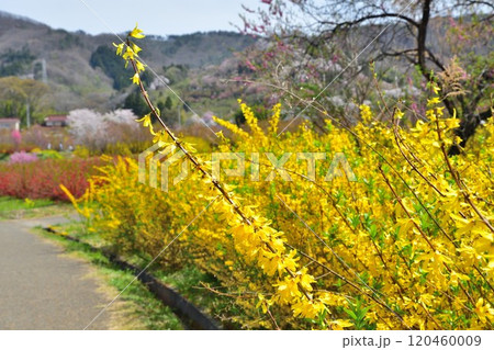花見山公園からの眺め(福島県) 花見山公園からの眺め(福島県) 120460009