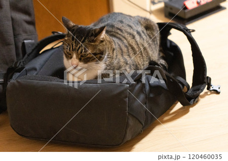 リュックの上に寝る猫 リュックの上に寝る猫 120460035