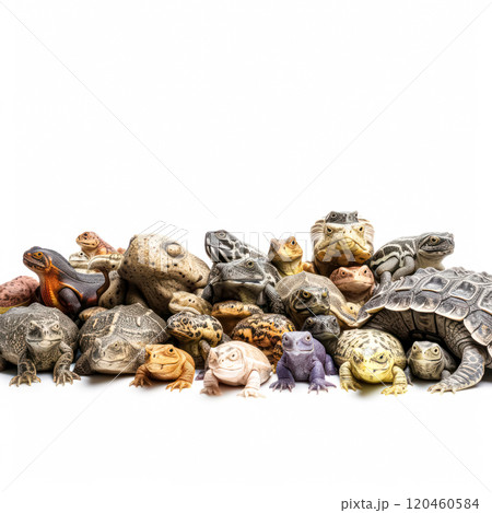 A bunch of different animals, including a turtle, are piled on top of each other 120460584