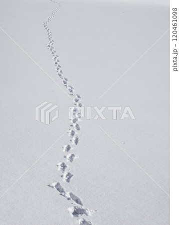 footsteps in the snow, long foot trail 120461098
