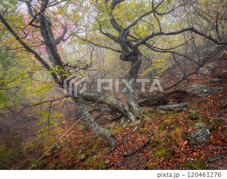 Beautiful autumn forest in dense morning mist. Beautiful autumn forest in dense morning mist. 120461276