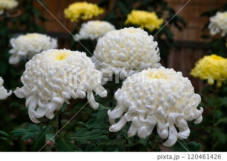 厚みが立派な白菊 厚みが立派な白菊 120461426