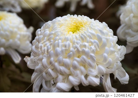 分厚く豪華な白菊 分厚く豪華な白菊 120461427