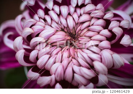 紫菊の花芯 120461429