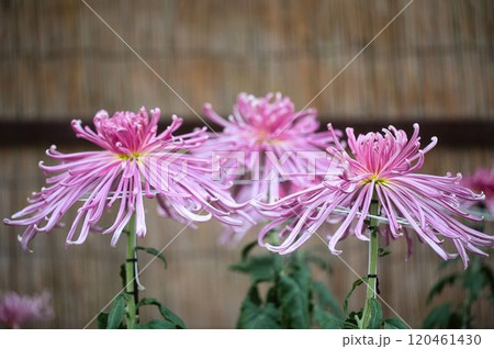 管のように咲く菊花 120461430