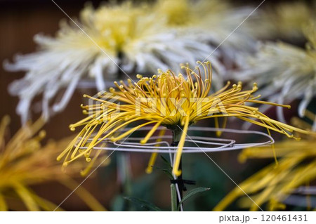 花火のような管菊 花火のような管菊 120461431