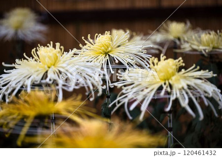 三本仕立ての管白菊 120461432