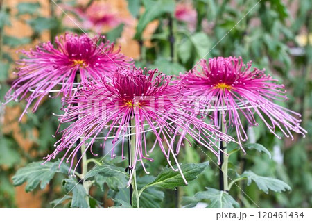 大きく広がった管菊 120461434