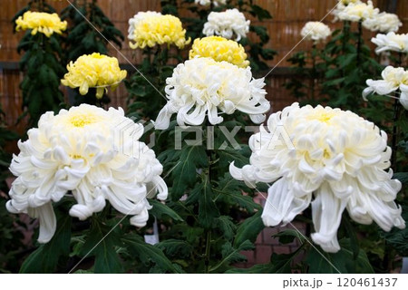三本仕立ての大輪白菊 120461437
