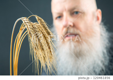 man with a large white beard holds ears of wheat in his hand. agronomy and botany 120461856