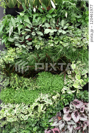 Flowers in the garden 120461977