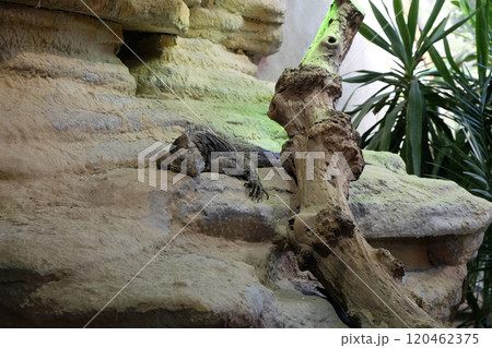 Cuban rock iguana (Cyclura nubila), also known as the Cuban ground iguana 120462375