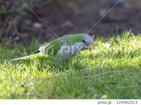 Monk Parakeet (Myiopsitta monachus) on a lawn in Torremolinos, Andalusia, Spain. 120462913