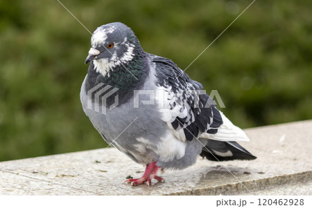 A blue pigeon. These birds were tamed by man. A blue pigeon. These birds were tamed by man. 120462928