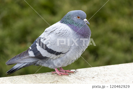 A blue pigeon. These birds were tamed by man. 120462929