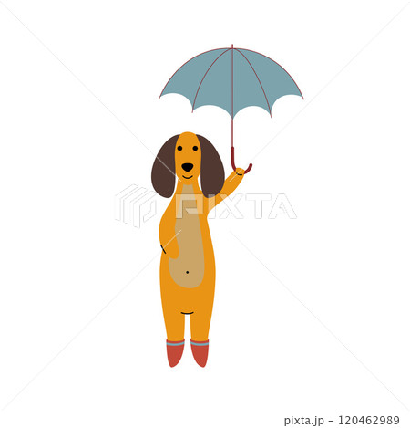 Purebred Brown Dachshund Dog Wearing Rubber Boots Standing Under Umbrella, Funny Playful Pet Animal Cartoon Character Vector Illustration 120462989