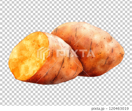 A detailed watercolor illustration of a potato on a white background, reflecting simplicity and the beauty of natural produce. 120463019