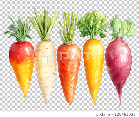 A lively watercolor painting of various vegetables on a clean white background, highlighting their freshness and vibrant natural colors. 120463035