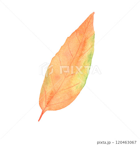 Watercolor autumn leaf. Botanical autumn illustration. Isolated object on a white background. 120463067