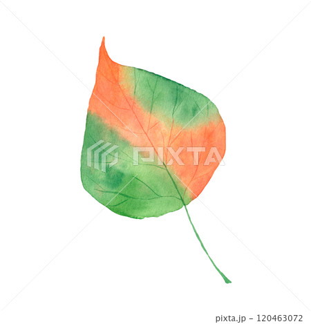 Watercolor autumn birch leaf. Botanical autumn illustration. Isolated object on a white background. 120463072