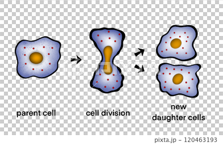 illustration of biology, Asexual reproduction, binary fission in amoeba, Binary fission, educational, Asexual reproduction of unicellular organisms, Binary fission in Euglena, cell division illustration of biology, Asexual reproduction, binary fission in amoeba, Binary fission, educational, Asexual reproduction of unicellular organisms, Binary fission in Euglena, cell division 120463193