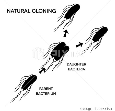 illustration of biology, Asexual reproduction, binary fission in amoeba, Binary fission, educational illustration, Asexual reproduction of unicellular organisms, Binary fission in Euglena 120463194