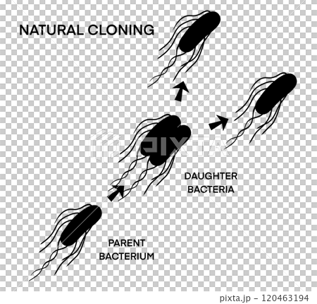 illustration of biology, Asexual reproduction, binary fission in amoeba, Binary fission, educational illustration, Asexual reproduction of unicellular organisms, Binary fission in Euglena 120463194
