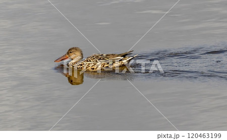Northern Shoveler (Anas clypeata) female, swimming i a pond at nature reserve Guadalhorce, near Malaga in Andalusia, Spain. Northern Shoveler (Anas clypeata) female, swimming i a pond at nature reserve Guadalhorce, near Malaga in Andalusia, Spain. 120463199