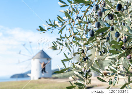 小豆島オリーブ公園のギリシャ風車 小豆島オリーブ公園のギリシャ風車 120463342