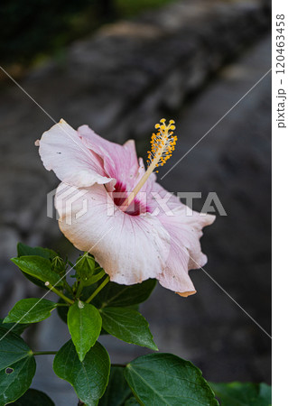 Beautiful pink hibiscus flower in the pot Beautiful pink hibiscus flower in the pot 120463458
