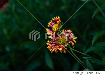 Helenium flowers in the late summer garden Helenium flowers in the late summer garden 120463475