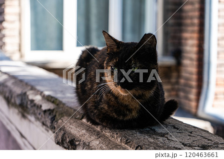cute cat sitting in the park 120463661