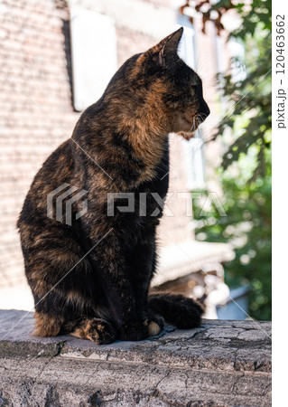 cute cat sitting in the park 120463662