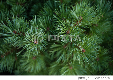 Evergreen fir tree as a natural background Evergreen fir tree as a natural background 120463680