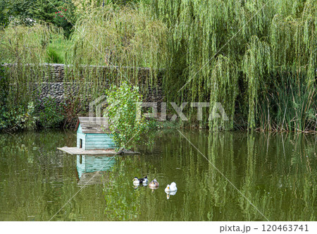 Pond with animals in the park Pond with animals in the park 120463741