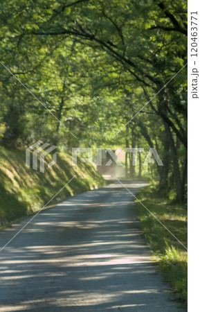 Camino en el bosque 120463771