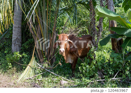 A brown Philippine cow is taking shade among trees in the Batangas province, Philippines A brown Philippine cow is taking shade among trees in the Batangas province, Philippines 120463967