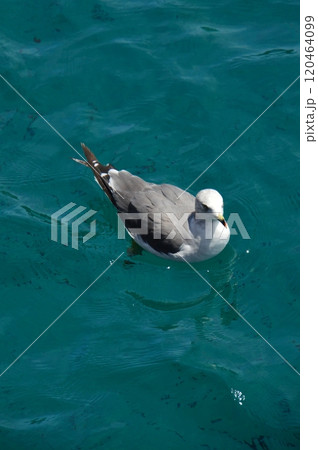 海に浮かぶカモメ(伊根湾/京都府与謝郡伊根町) 海に浮かぶカモメ(伊根湾/京都府与謝郡伊根町) 120464099