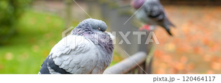 Close-up of sleeping pigeon resting on a metal fence in park. Blurred background with autumn leaves and soft light enhances the peaceful scene Close-up of sleeping pigeon resting on a metal fence in park. Blurred background with autumn leaves and soft light enhances the peaceful scene 120464117