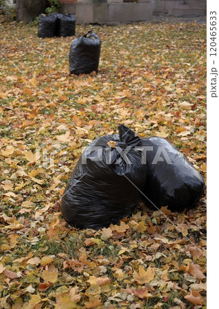 garbage in black plastic bags in garden, in yard. cleaning of house territory in autumn season garbage in black plastic bags in garden, in yard. cleaning of house territory in autumn season 120465633