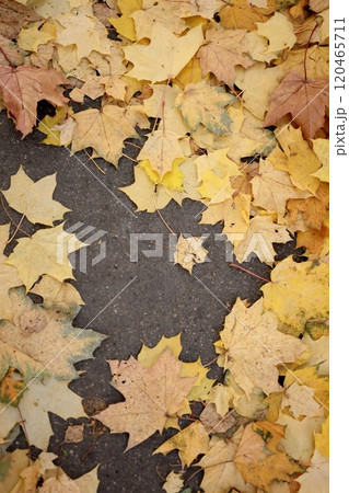 Autumn leaves on maple trees Foliage in park in sun. Natural autumn background. Autumn leaves on maple trees Foliage in park in sun. Natural autumn background. 120465711
