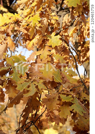Autumn leaves on maple trees Foliage in park in sun. Natural autumn background.  120465759