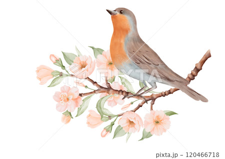 Bird with brown and grey feathers and orange breast sitting on Blossoming Branch with Peach or Cherry Flowers. Spring Composition for Bird Day. Hand drawn watercolor illustration on a white background Bird with brown and grey feathers and orange breast sitting on Blossoming Branch with Peach or Cherry Flowers. Spring Composition for Bird Day. Hand drawn watercolor illustration on a white background 120466718
