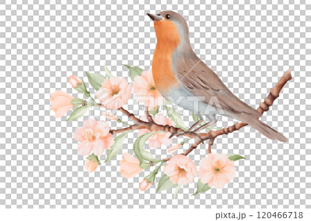 Bird with brown and grey feathers and orange breast sitting on Blossoming Branch with Peach or Cherry Flowers. Spring Composition for Bird Day. Hand drawn watercolor illustration on a white background Bird with brown and grey feathers and orange breast sitting on Blossoming Branch with Peach or Cherry Flowers. Spring Composition for Bird Day. Hand drawn watercolor illustration on a white background 120466718