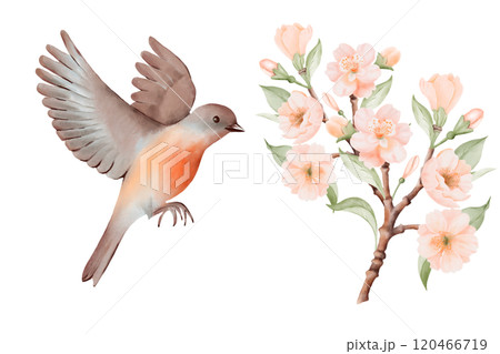Spring Blossoming Branch with Peach or Cherry Flowers and Flying bird with soft brown and gray feathers and orange breast. Hand drawn watercolor illustration on a white background. Ideal for nature 120466719