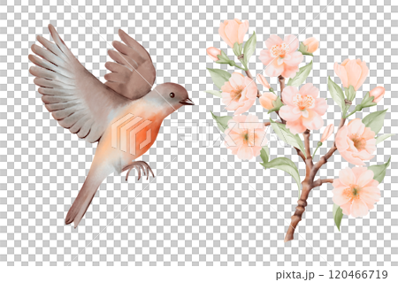 Spring Blossoming Branch with Peach or Cherry Flowers and Flying bird with soft brown and gray feathers and orange breast. Hand drawn watercolor illustration on a white background. Ideal for nature 120466719